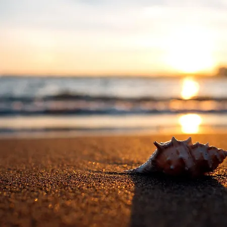 Riolavitas & 5* シダ